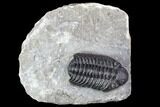 Adrisiops Weugi Trilobite - New Phacopid Species #104961-1